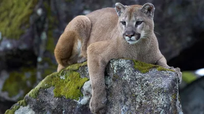 Are Mountain Lions in Pennsylvania? Game Commission biologist has the answer