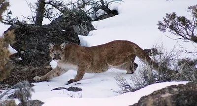 Puma in the Winter Woods, Mountain Lion Look. Mountain Lion Hunts in a  Snowy Forest. Wild Cat on Snow Stock Photo - Image of cold, mountain:  238468442