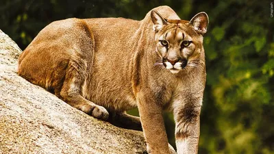 Mountain Lion