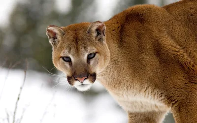 What You Should Do If You Encounter a Mountain Lion While Running | by Jeff  Barton | Runner's Life | Medium