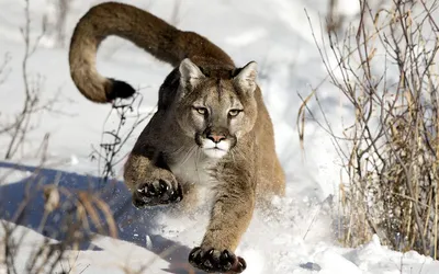 Mountain Lion