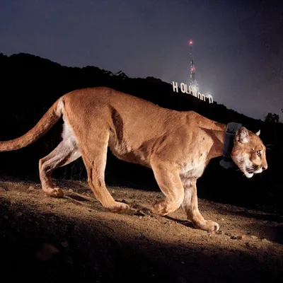 Mountain Lions - Big Bend National Park (U.S. National Park Service)