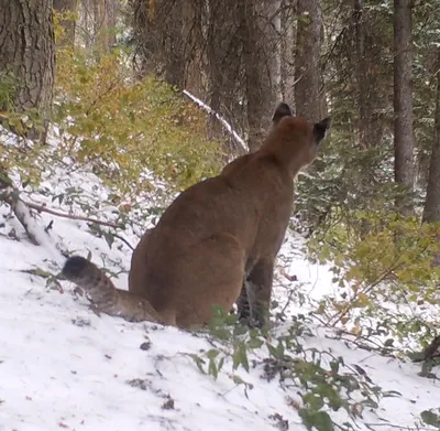 Home - Mountain Lion Foundation