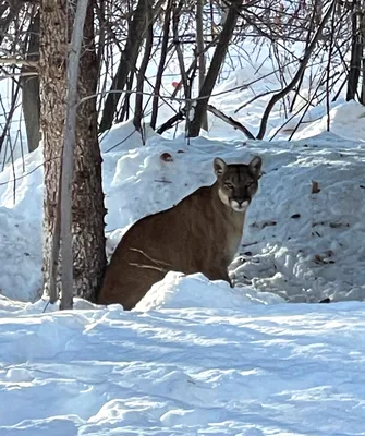 How Wolves Are Driving Down Mountain Lion Populations | Science|  Smithsonian Magazine