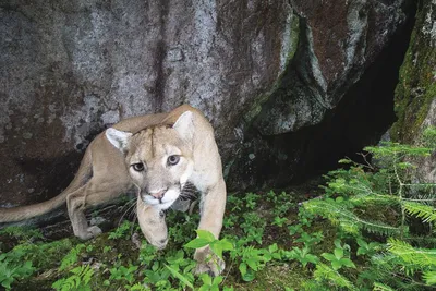 Look Out Agoura Hills, There's A New Mountain Lion In Town | Agoura Hills,  CA Patch