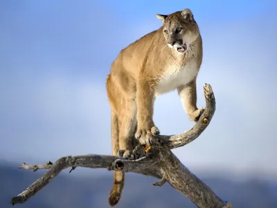 Is there truth to a mountain lion sighting near Glen Rose TX? | Fort Worth  Star-Telegram