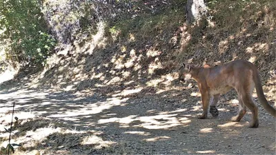 Sighting a mountain lion is a rare and unexpected event | Bonners Ferry  Herald