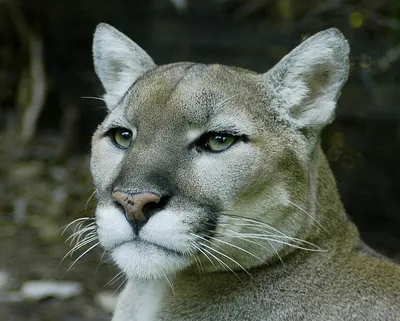 COLORADO WILDLIFE: What do you do if you see a mountain lion? | FOX31 Denver