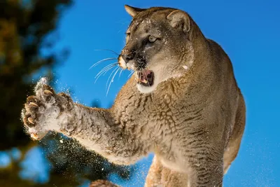 Some Nebraska wildlife experts don't agree with killing the Omaha mountain  lion