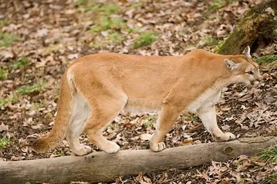 🔥 An absolute unit of a mountain lion 🔥 : r/NatureIsFuckingLit