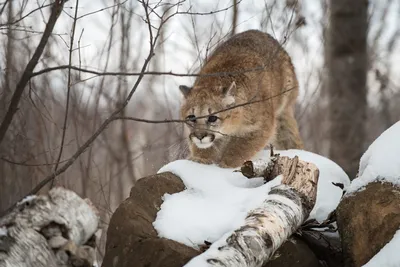 Mountain Lion Life-Size Mount For Sale #27383 - The Taxidermy Store