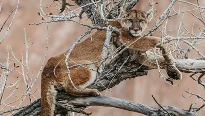 Mountain lion jumping, Puma concolor, #12301