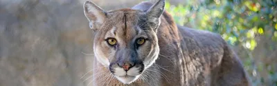 Wildlife commission makes major changes to mountain lion hunting