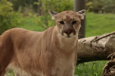 P-22, Celebrity Mountain Lion of Los Angeles, Is Dead - The New York Times