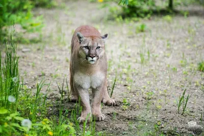 Wyoming - Mountain Lion Foundation