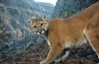 A mountain lion makes an appearance - Northern Wilds Magazine