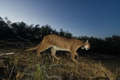 Mountain Lions | Midpeninsula Regional Open Space District