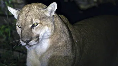 Mountain lion sightings are increasing across Missouri | KSNF/KODE |  FourStatesHomepage.com