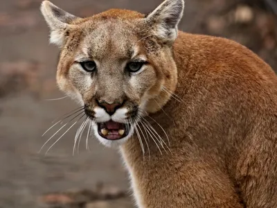 Learn About Local Mountain Lion Research at Monday's Nature On Tap -  Bandelier National Monument (U.S. National Park Service)