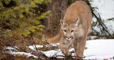 FWP to study mountain lion population in Gallatin Range | Explore Big Sky