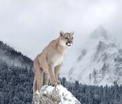 Mountain lion lounges in tree at Garden of the Gods | FOX21 News Colorado