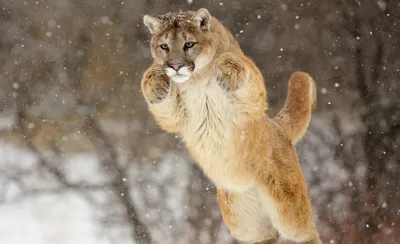 Mountain Lion | Montana FWP