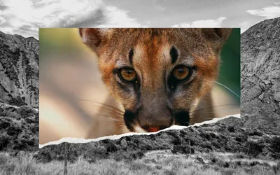 Mountain Lion - Texas Native Cats