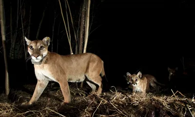 Mountain Lion | The Living Desert