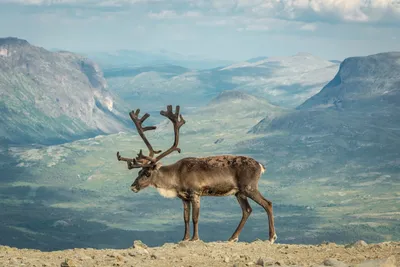 Крымский благородный олень 🦌 | Крым Дзен | Дзен