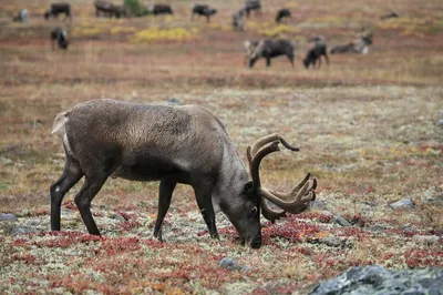 аршан мараловая ферма марал олень марал лето горы природа животные эстетика  arshan deer farm maral summer mountains nature animals aestheti… в 2023 г |  Животные, Олень, Лето