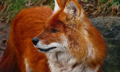 Зоологический форум / Дхоль, красный, или горный волк (Cuon alpinus)