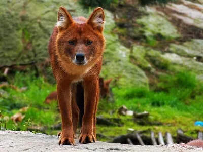 Красный горный волк из красной книги | animal world | Дзен