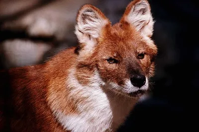 Красный волк, или горный волк | zoo-ekzo.ru - Экзотические животные