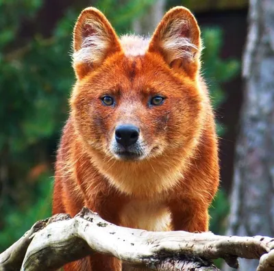 Горный Волк Cuon Alpinus Lepturus — стоковые фотографии и другие картинки Горный  волк - Горный волк, Без людей, Вымирающие виды - iStock