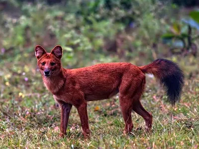 Красный горный волк из красной книги | animal world | Дзен