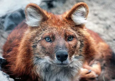 Зоологический форум / Дхоль, красный, или горный волк (Cuon alpinus)