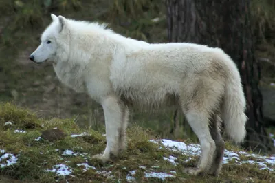 Волк горы стоковое изображение. изображение насчитывающей койот - 65642049