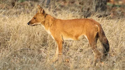 Зоологический форум / Дхоль, красный, или горный волк (Cuon alpinus)