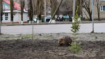 Достопримечательности города Бобров - 60 фото