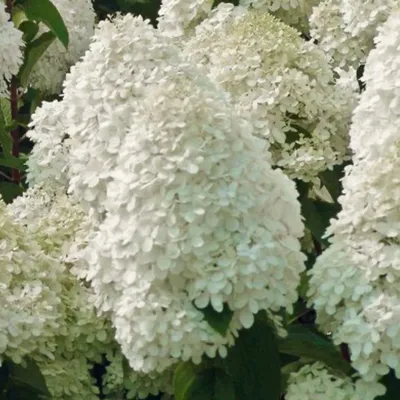 Купить Гортензия метельчатая 'Полярный медведь' / Hydrangea paniculata  'Polar Bear' с доставкой в Подмосковье в Сергиевом Посаде в питомнике  АгроПАРК