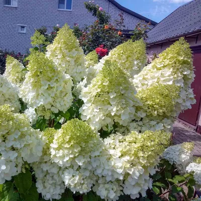 Гортензия метельчатая Полар Бэар | Hydrangea panniculata Polar Bear