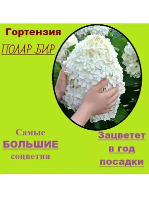 Гортензия метельчатая \"Полярный Медведь\" (Polar bear) - купить с доставкой  почтой по Минску и Беларуси - Zelensad