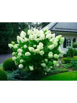 Гортензия метельчатая Полярный медведь (Hydrangea paniculata Polar Bear)  C10L;40-50 BE – Ваш сад