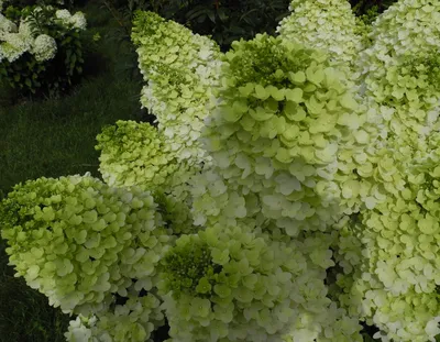 Метельчатая гортензия Полярный медведь 🌿жемчужина моей коллекции - YouTube