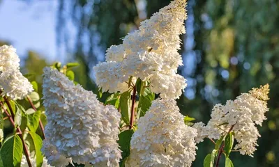 Гортензия метельчатая Полярный медведь (Hydrangea paniculata Polar Bear) -  Сад удачи, интернет-магазин садовых растений