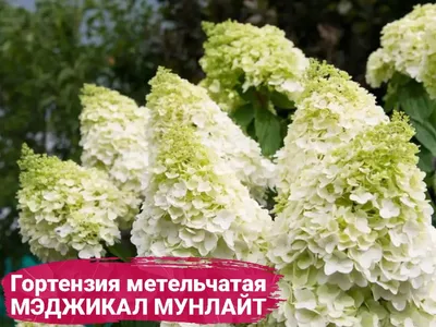 Гортензия Полярный Медведь купить в питомнике - Эко-Питомник