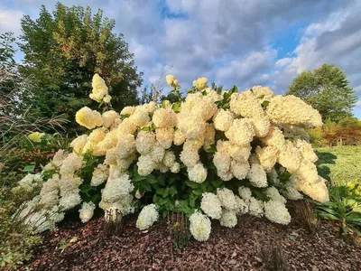 Гортензия метельчатая Геркулес (Hydrangea paniculata) , гортензии ,  гортензия - Экзотик Флора