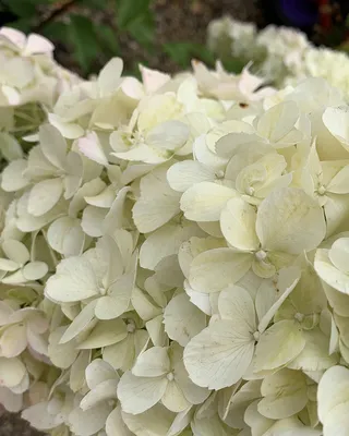 Гортензия метельчатая Полярный медведь (Hydrangea paniculata Polar Bear) –  Ваш сад