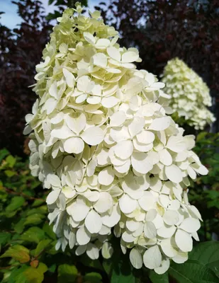 Гортензия Полярный медведь (Hydrangea paniculata Polar Bear)