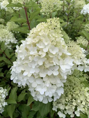 Гортензия метельчатая Полярный Медведь Hydrangea paniculata `Polar Bear` -  YouTube